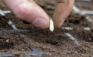 asas menanam sayuran daripada biji benih kebuna putrajaya