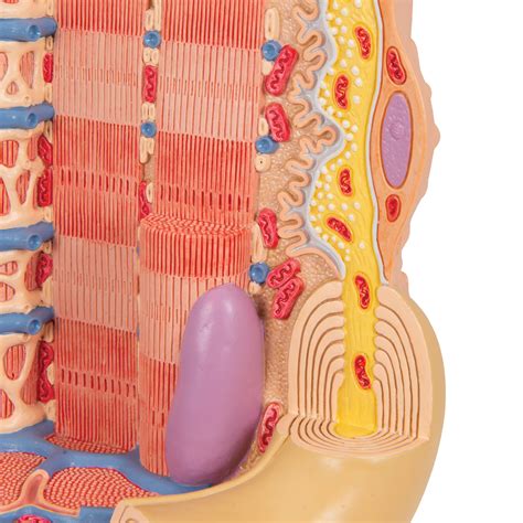 Skeletal Muscle Cell Model Labeled