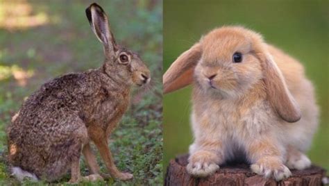 Diferenças Entre Coelho E Lebre - Qual a diferença entre Coelho e Lebre? - PataAmar