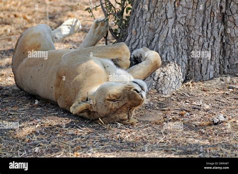 Lion (Panthera leo). Lioness sleeping on her back Stock Photo - Alamy