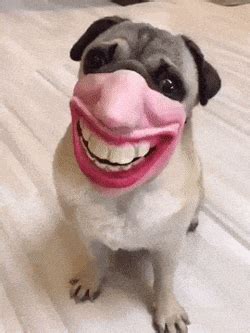 Funny Faces GIFs | GIFDB.com