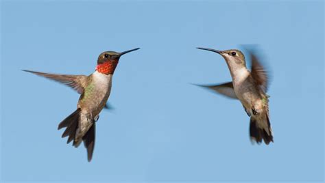 Hummingbirds North America (20 Species ID, Photos)