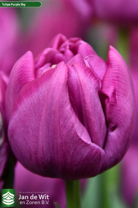 Purple Sky ® | Tulp | Jan de Wit en Zonen B.V.