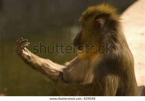 Finger Monkey Stock Photo (Edit Now) 829048
