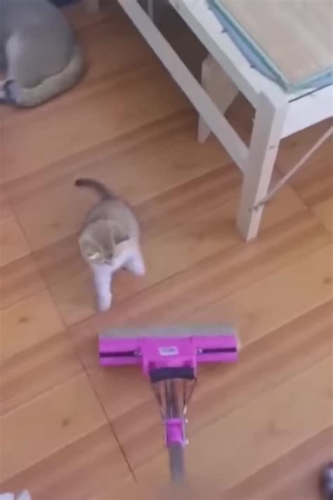 Funniest Cats and Dogs ---- _ Funny Animal - One News Page VIDEO