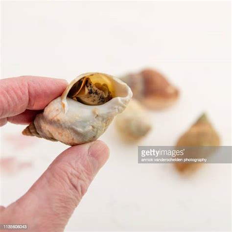 common whelk   premium high res pictures getty images