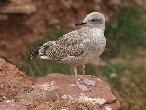 Herring Gull Bird Facts (Larus argentatus) | Birdfact