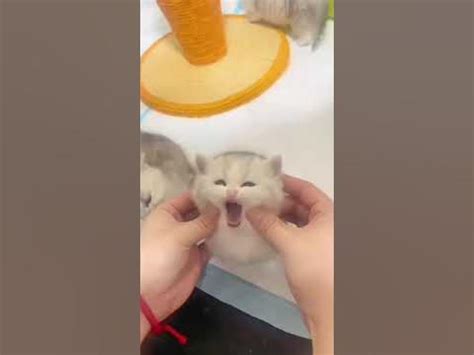 милые котики 2 - YouTube