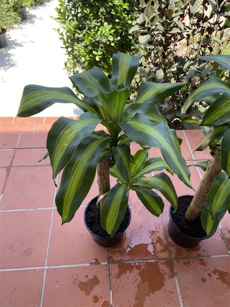 Everything You Need To Know About Corn Plant Dracaena In 2023
