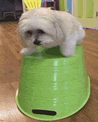 Fail Very Funny GIF by America's Funniest Home Videos - Find & Share on ...
