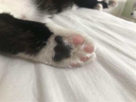 Why are the paw pads different colors? : r/cats