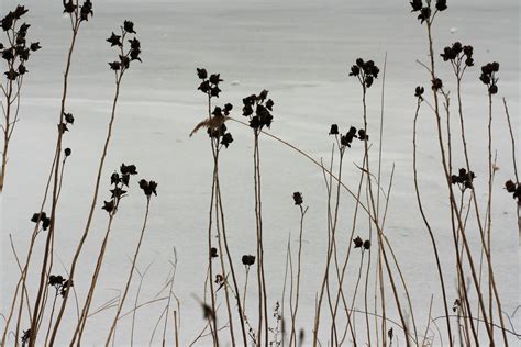 Photo entry: Frozen Turtle Pond