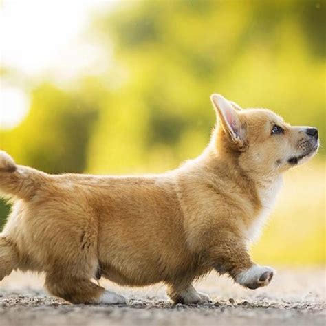 Chó Corgi : Đặc điểm, giá bán và những điều cần biết