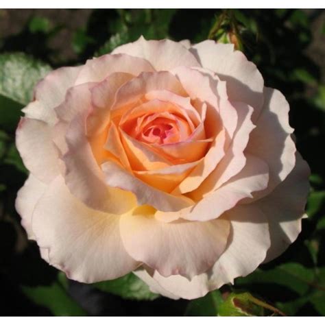 Шлосс Ойтин (Rosa Schloss Eutin)