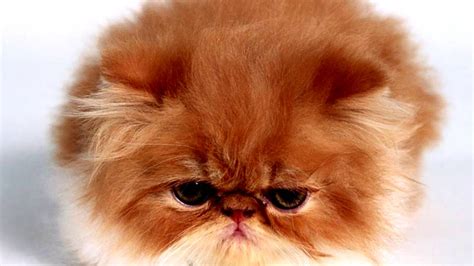 Persian cat.FUNNIEST PERSIAN CATS.Amazing animals - YouTube
