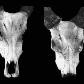 observations   postnatal   skull morphology
