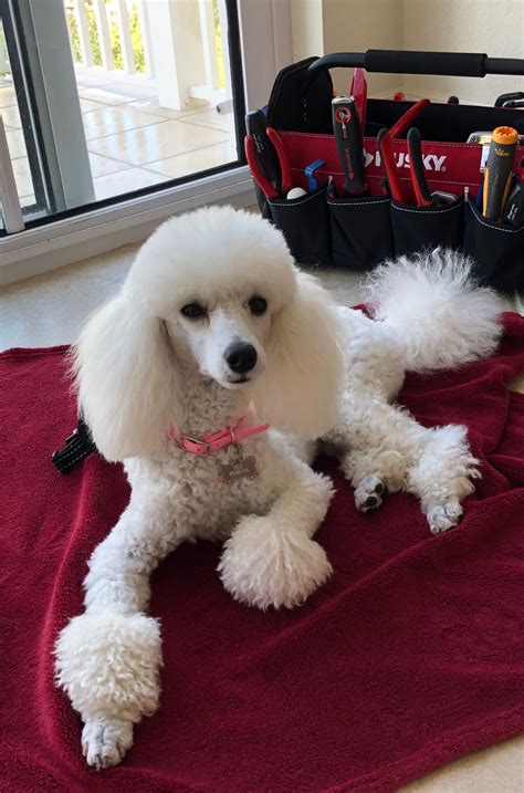 Guarding dad’s tools! Jolie ~May 4, 2018 | Poodle haircut, Toy poodle haircut, Poodle grooming