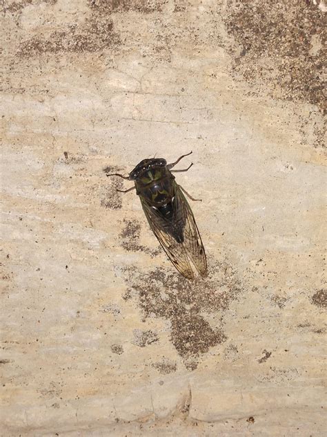 Curious as to which cicada species this guy is! (MN) : r/Entomology