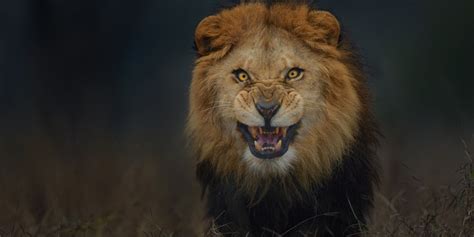 Photographer Gets A Little Too Close To Lion, Escapes With This ...