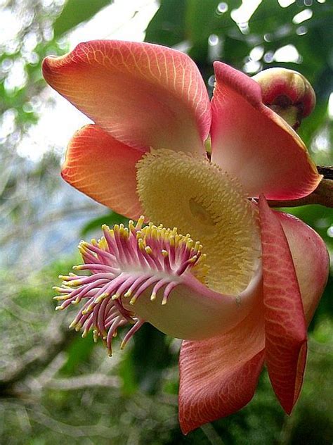 Sara Tree Flower | Unusual and Beautiful Tropical Plant