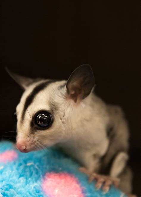 Saline, MI Locally Owned Pet Shop | Pets 'n' Things
