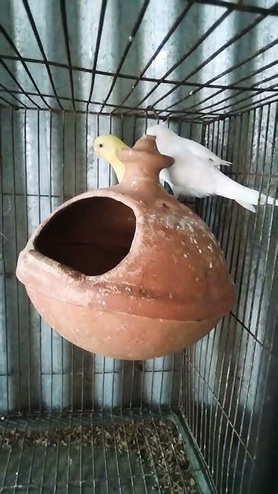 bazrika bird bazrigar birds birdslover