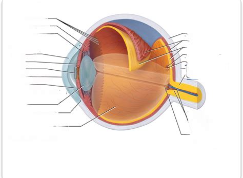eye structure diagram quizlet