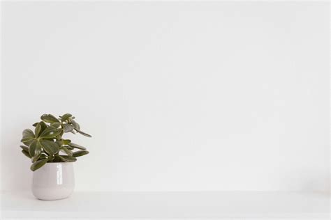 1000+ Beautiful White Background Photos · Pexels · Free Stock Photos