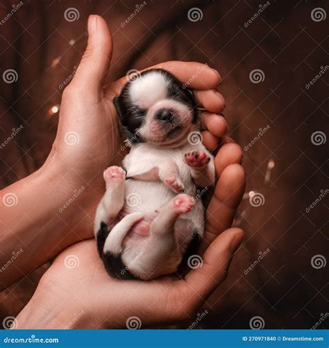 Newborn Shih Tzu Puppies, Cute Photos of Babies Stock Photo - Image of ...