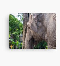 Elephant: Canvas Prints | Redbubble