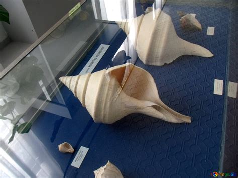 large shells  image