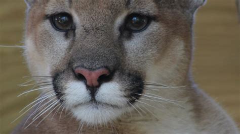 cfz cougar cfz