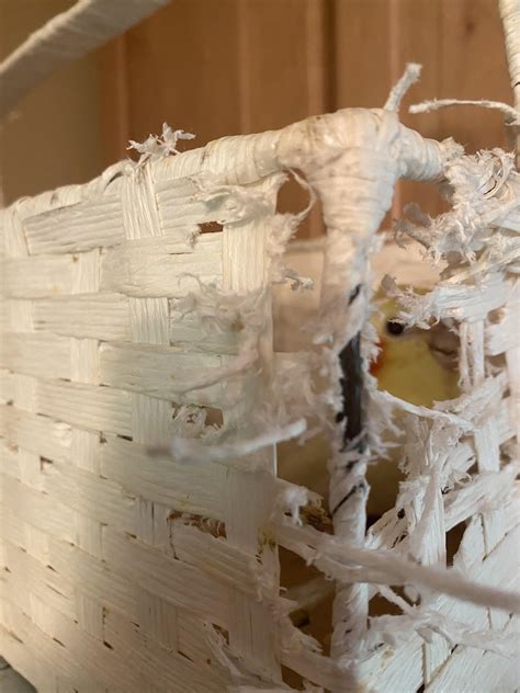 Can you find poppy? 🐦 | Scrolller