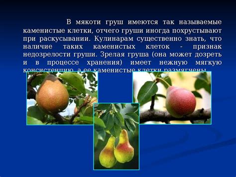 Косточковые и семечковые плоды - презентация онлайн