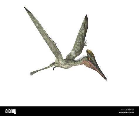 Albums 101+ Pictures Show Me Pictures Of A Pterodactyl Completed