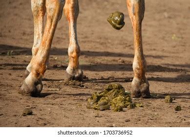 Horse Pooping Photos and Images | Shutterstock