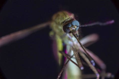 INTERVIEW: Discovery delves into deadliest animal in the world: the ...