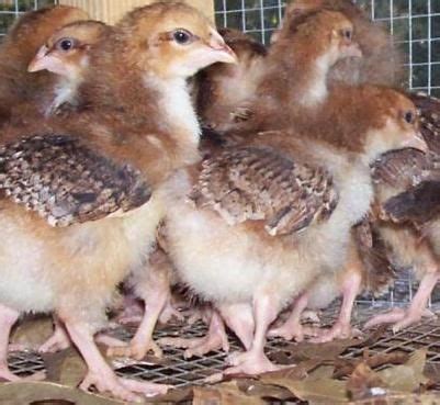 Speckled Sussex chicks | Sussex chicken, Chickens and roosters, Chickens