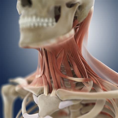 muscles of the neck Anatomy lesson: neck musculature