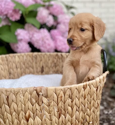 Golden Retriever & Cocker Spaniel Puppies in Springfield, MO | Thrasher