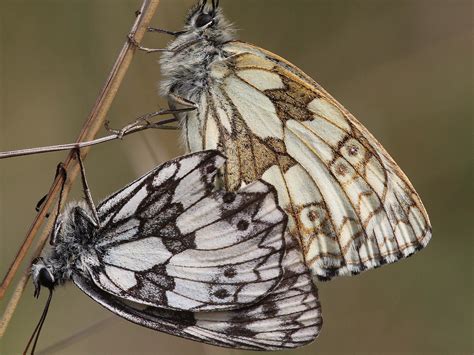 Marbled White | Dorset Butterflies