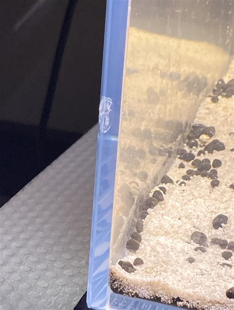Something/someone knocked into my tank and cracked it. It’s not leaking