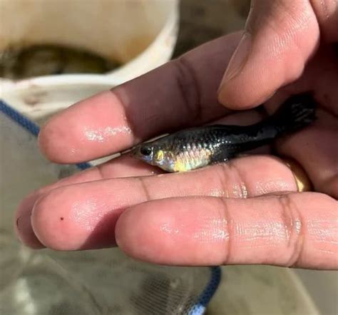 guppies Black Wild Guppy big size, 3, Size: 2inch at Rs 100/piece in ...