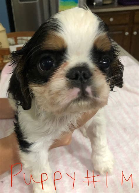 English Toy Spaniel Puppies For Sale