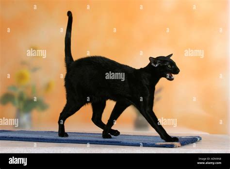 Oriental Shorthair Cat, black ebony Stock Photo - Alamy