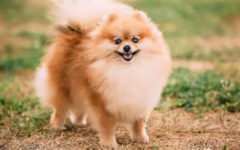 Imagens De Cachorro Fofinho