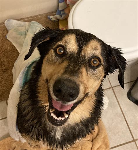 the happiest animal in the world 2