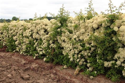 Teton Firethorn InstantHedge 10 linear feet | Conifer Kingdom