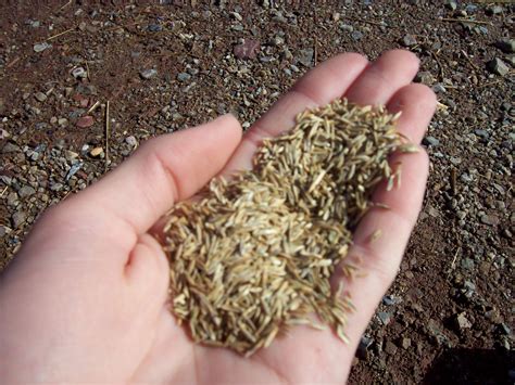 Images Of Grass Seed