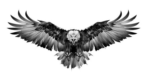 Hand Drawn Graphics Bird Eagle Front View on White Background Stock ...